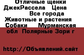 Отличные щенки ДжекРассела › Цена ­ 50 000 - Все города Животные и растения » Собаки   . Мурманская обл.,Полярные Зори г.